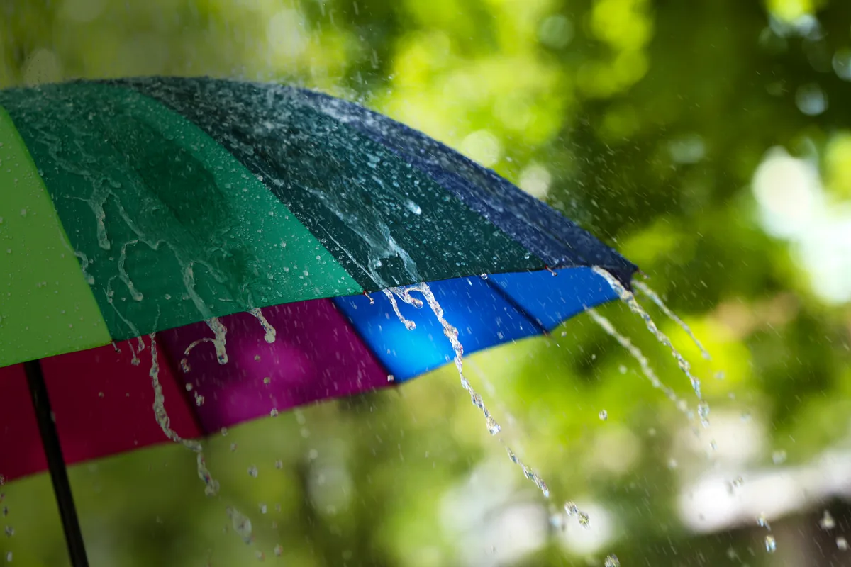 Pooled water around a tree trunk on grass