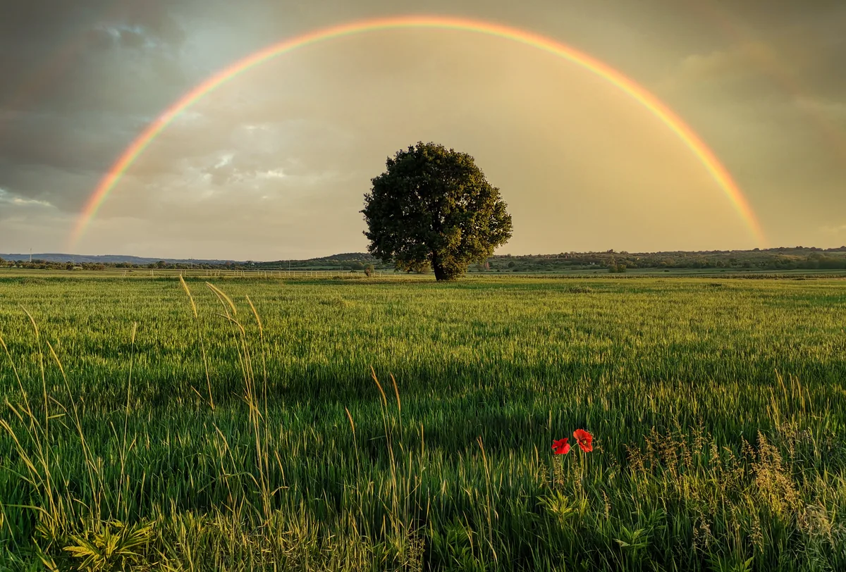 Rainbow over a green field and a lone tree