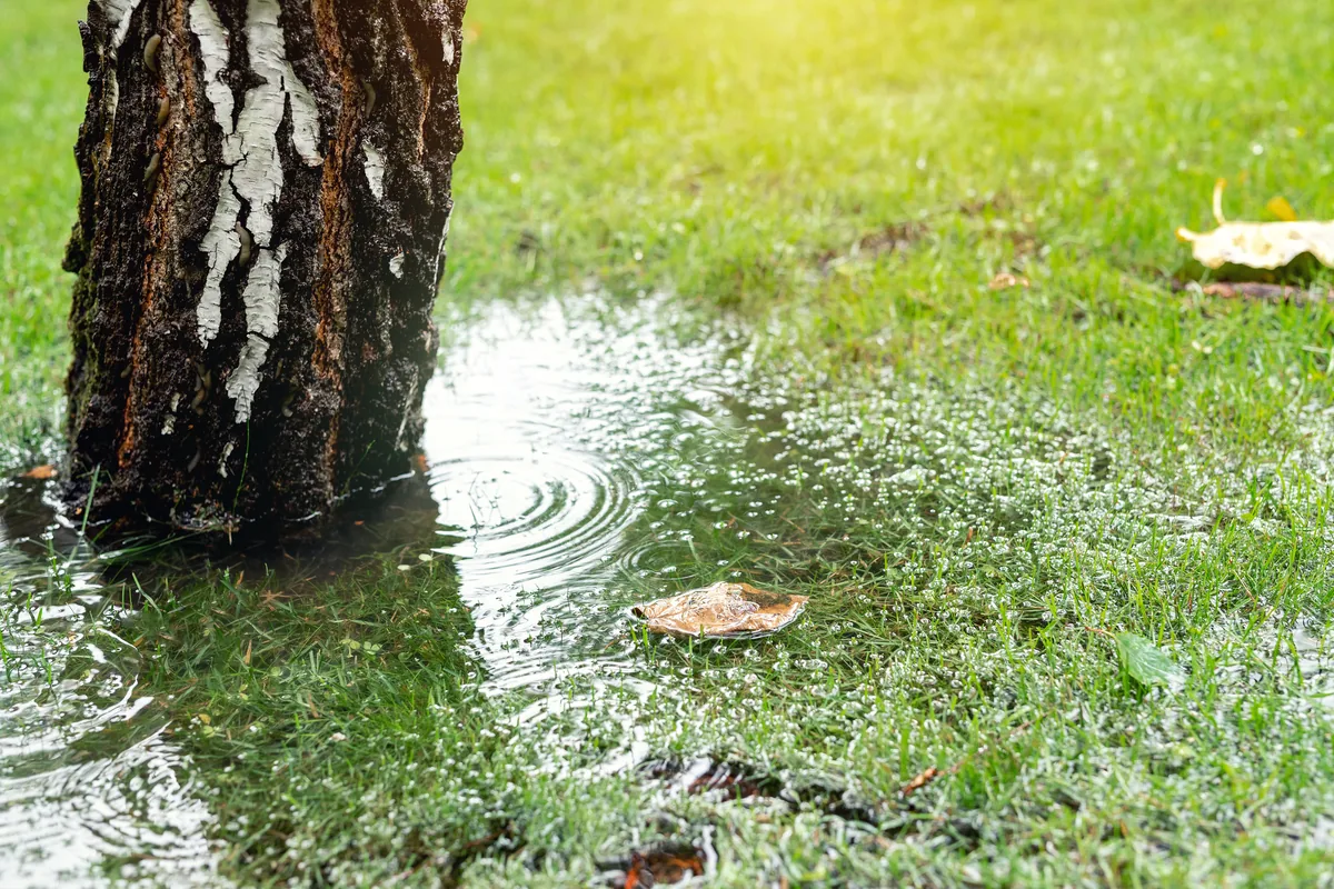 Tree trunk with standing water on grass